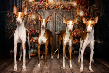 Group of Ibizan Hounds in Autumn Barn Setting