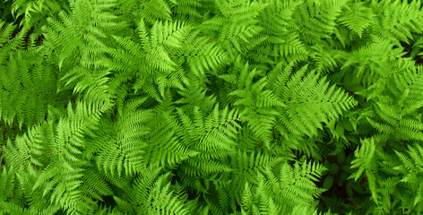 Ferns in the forest in summer, Sainte-Apolline, Québec, Canada