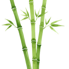 Vibrant green watercolor bamboo stalks with delicate leaves isolated on transparent background