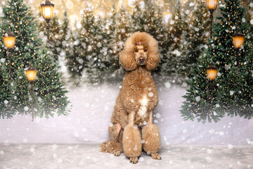 Elegant Poodle Standing in Snowy Winter Scene