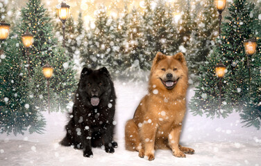 Two Fluffy Dogs in Snowy Winter Forest Scene