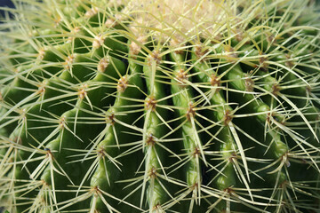 Macro close-up of cactus spines on green surface. Sharp yellow thorns radiating symmetrically. Nature texture, desert plant detail, natural defense mechanism.