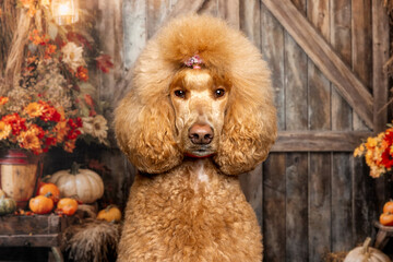 Elegant Poodle Posing in Rustic Autumn Setting
