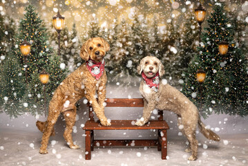 Two Festive Dogs in Snowy Winter Forest