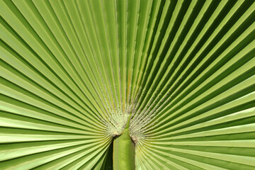 Close-up of a vibrant green palm leaf with symmetrical fan-like structure and radiating lines, creating a natural abstract texture.