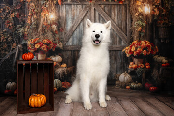 White Dog in Rustic Fall Barn Setting