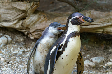 Naklejka premium Penguins interact in a natural habitat during daylight, showcasing their social behavior and companionship