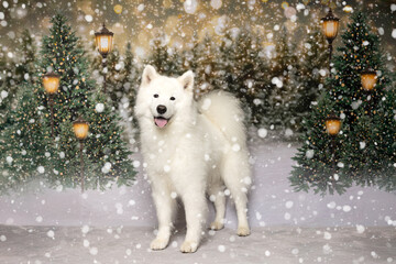 Fluffy White Dog in Magical Winter Snowfall