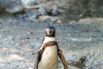 Penguin stands proudly by the rocky shore in a natural habitat setting during a sunny day