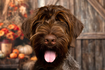 Happy Wirehaired Dog with Tongue Out in Fall Setting