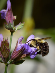 Bumble Bee on a Flower
