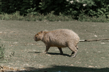 Capybara walks gracefully across a grassy area in a serene natural setting during daylight hours