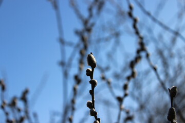 A small bud on a branch of a bush. Russia.