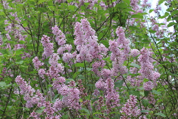 Beautiful blooming lilac. Russia.