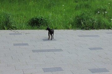 Small domestic dog in the park. Russia.