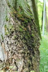 A thick growth on the trunk of an old tree covered with moss. Russia.