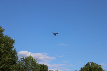 Children's toy bird in the sky. Russia.