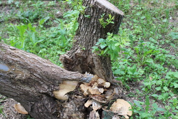 New branches with green leaves on an old stump. Russia.