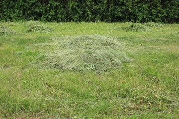 Mown grass on the lawn. Russia.