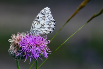 Butterfly on Purple Flower