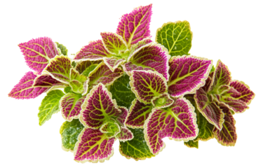 Set of pink and green flowers and plants isolated on white background.