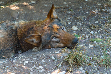 Wolf resting on the ground in a natural habitat during daylight hours