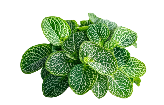 Fresh green mint leaves isolated on white background closeup herbs and nature