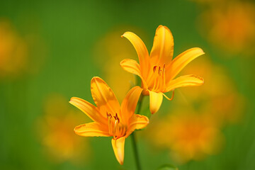 Fototapeta premium Two vibrant orange daylilies bloom in soft focus green garden