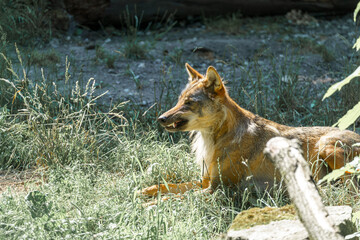 Wild canine resting in natural habitat during sunny afternoon near forest edge