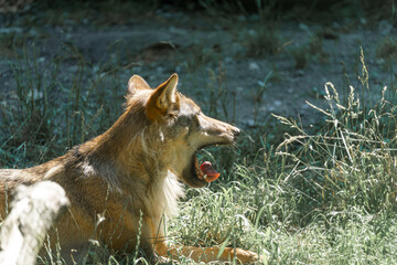 Wild gray wolf resting in natural habitat under sunlight during afternoon hours