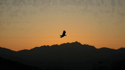 Majestic Eagle Soaring Above Snowy Mountain Peaks at Sunrise