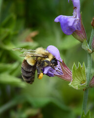 Bumble Bee on a Flower
