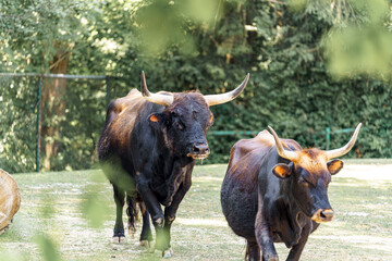 Cattle walking through a pasture on a sunny afternoon near dense greenery in a rural area
