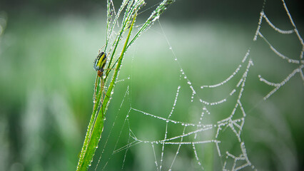 Close Up of Spider and Dew Drops on Web in the Morning Light on Green Grass Background