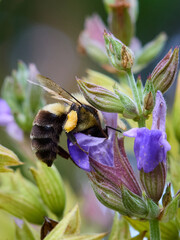 Bumble Bee on a Flower
