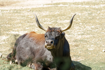 Black and brown bull resting on grassy ground in a rural environment during daylight