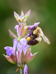 Bumble Bee on a Flower

