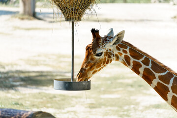 Giraffe feeding at a wildlife sanctuary in sunlight during a warm afternoon