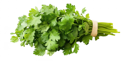 Fresh cilantro herb bundle close up on transparent png photo
