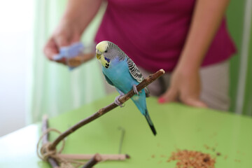People take care of and play with budgies of the 