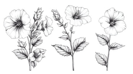 Detailed Botanical Engraving Illustration Set of Mallow Blossoms