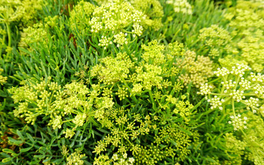 Crithmum maritimum or Rock samphire,Sea fennel flowering succulent plants growing in Buenavista del Norte,Tenerife,Canary Islands,Spain.