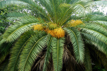Date palm (Phoenix dactylifera) with bunches of ripening fruits in Los Silos, Tenerife,Canary Islands,Spain.