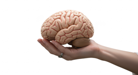 Photo of A human hand holding a brain model isolated on transparent background