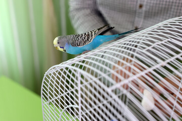 People take care of and play with budgies of the 