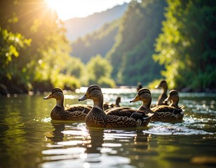 Ducks on a sunny river
