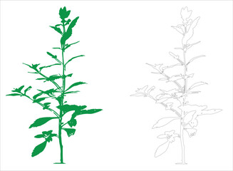 Detailed Plant Vector Illustration with Green Silhouette and Outline for Botanical Design
