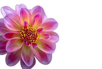 Obraz premium pink dahlia isolated on transparent background