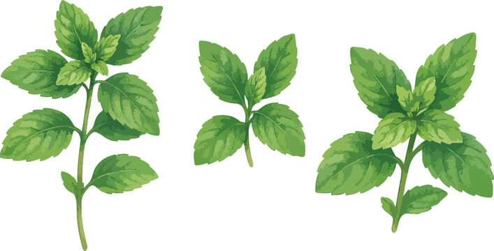 Mint Leaf Silhouette Pack – Herbal Stem & Cluster Icons for Culinary, Eco & Botanical Design Projects