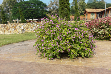 Pink Bougainvillea in a park